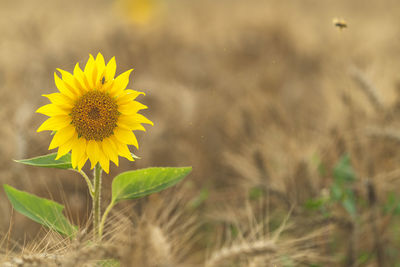 Close-up of yellow flowering plant on field