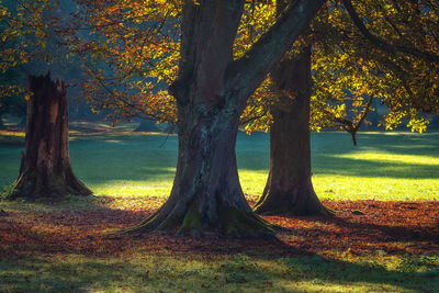 Trees in park during autumn