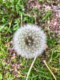 Close-up of dandelion on field