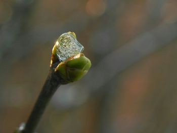 Close-up of plant