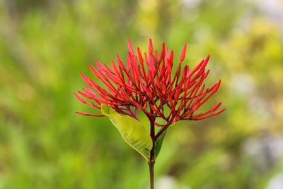 Close-up of red flowering plant