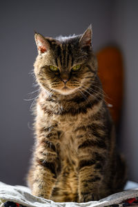 Portrait of a cat looking away