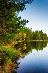 Reflection of trees in lake against sky