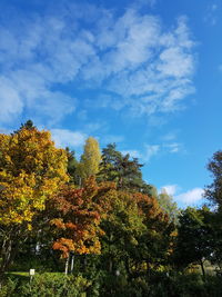 Low angle view of trees against sky during autumn