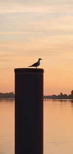 Seagull perching on a sea