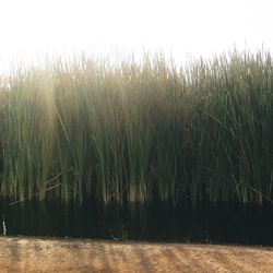 Scenic view of wheat field against sky