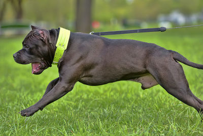 Dog lying on grass