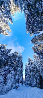 Trees on snow covered landscape