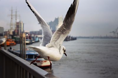 Close-up of seagull flying