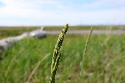 Close-up of crops on field