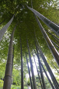 Low angle view of bamboo trees in forest
