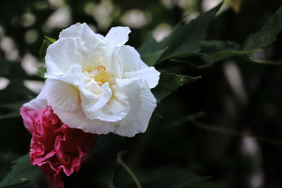Close-up of white rose