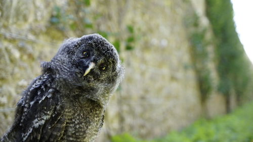 Close-up portrait of bird on tree