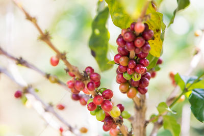 Close-up of berries growing on tree