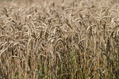 Full frame shot of wheat field