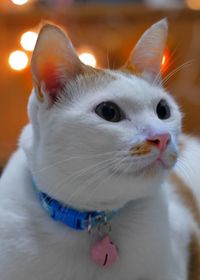 Close-up portrait of cat