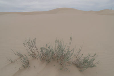 Scenic view of sand dune in desert against sky