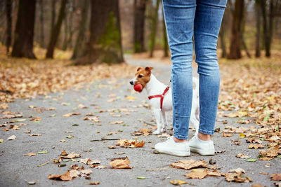 Dog walking in autumn park with his owner