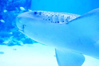 Close-up of fish underwater