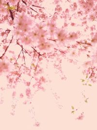 Low angle view of pink flowers against sky