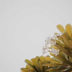 Low angle view of tree against clear sky