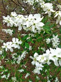 High angle view of white flowering plants on field