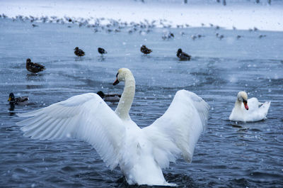 Swans swimming in lake