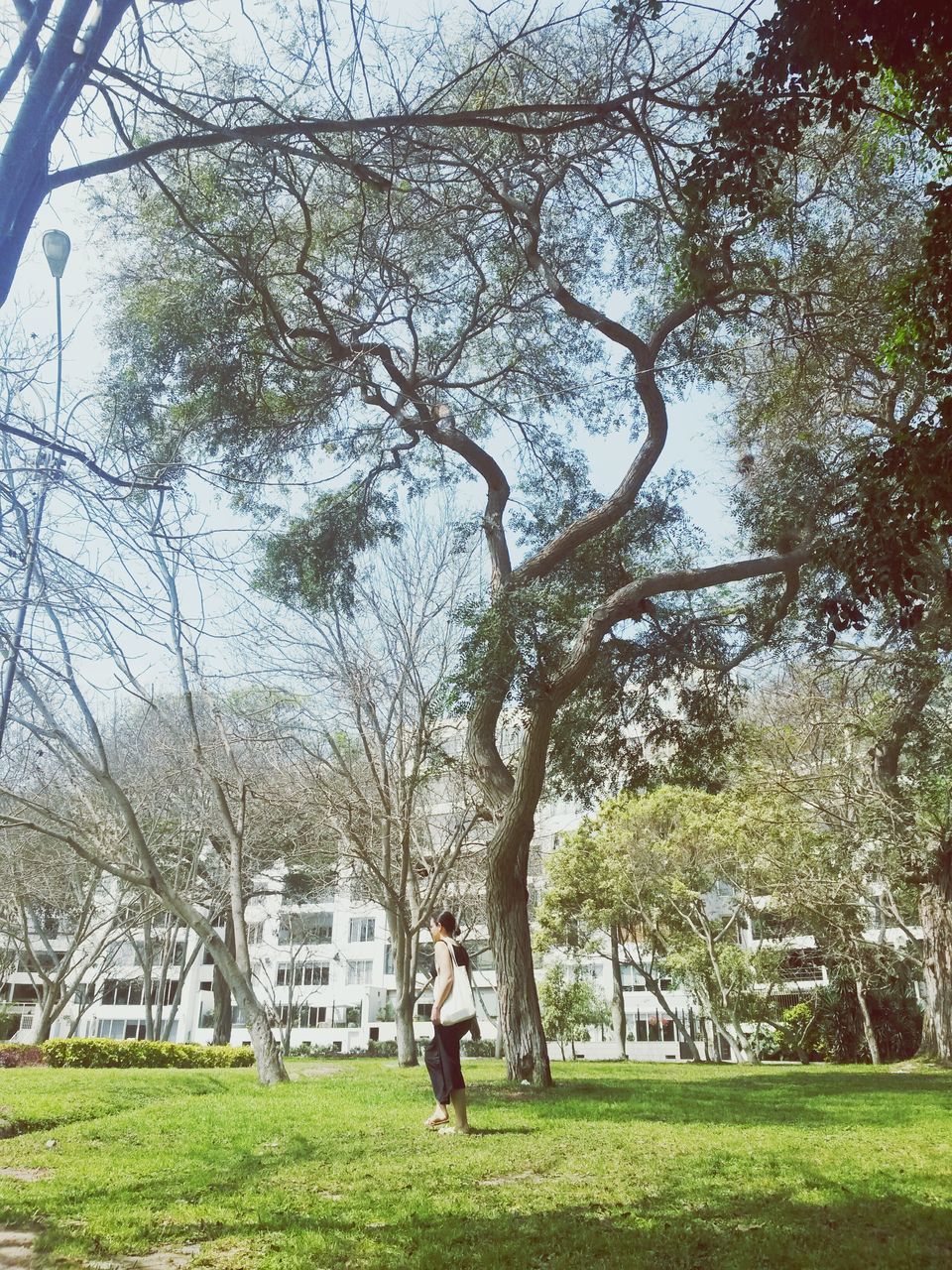 tree, grass, lifestyles, full length, green color, park - man made space, leisure activity, branch, men, growth, building exterior, tree trunk, person, park, rear view, built structure, lawn, walking