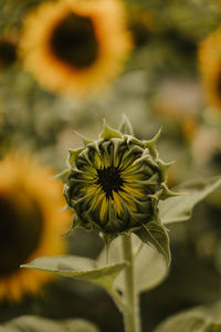 Close-up of yellow flowering plant