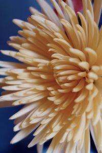 Close-up of white flower