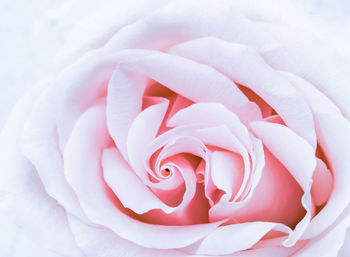 Close-up of pink rose