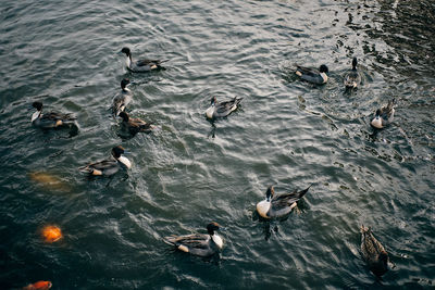 High angle view of ducks swimming in lake