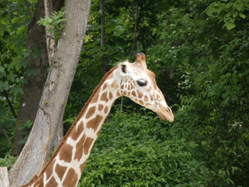Giraffe in a forest