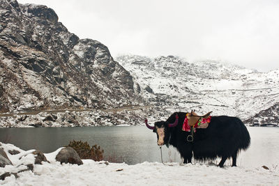 Photograph of a yak from north east india.