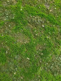 High angle view of grass on field