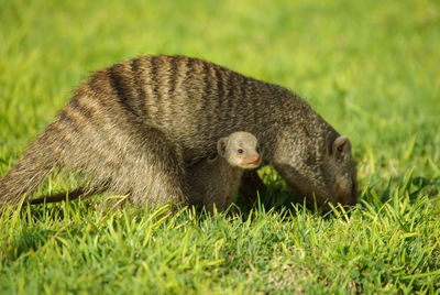 Mongoose in grassy field