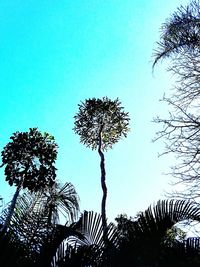 Low angle view of palm tree against clear blue sky