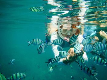 Scuba diver feeding fish undersea