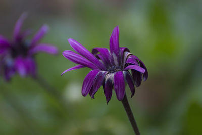 Close-up of purple flower blooming outdoors