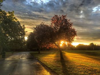 Trees against sky during sunset