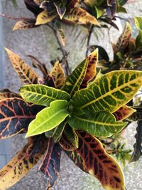 High angle view of leaves on potted plant