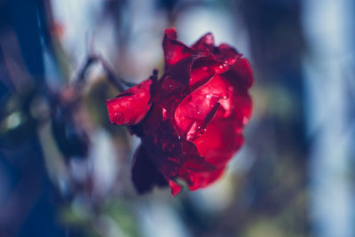 Close-up of red flower against blurred background