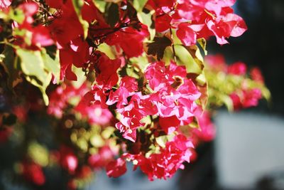 Close-up of red flowering plant