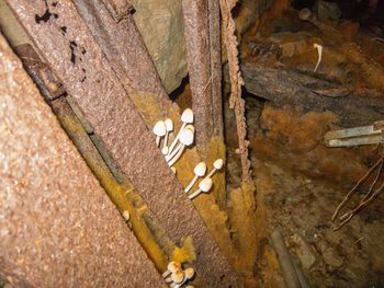 Close-up high angle view of leaf