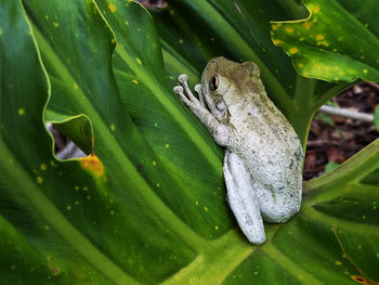 Close-up of lizard