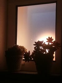 Silhouette potted plant on window sill at home