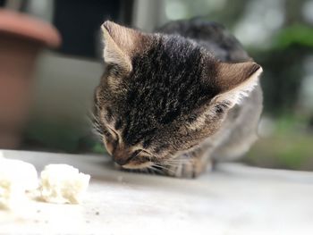 Close-up of cat