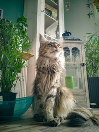 Cat looking away while sitting on potted plant