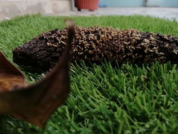 Close-up of snake on field
