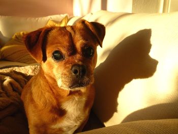 Close-up portrait of dog at home